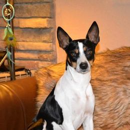 FLAIR - Rat Terrier