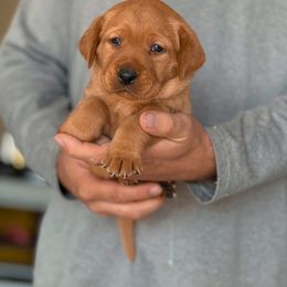 Girl 1 - Yellow female Labrador Retriever puppy in Okmulgee, Oklahoma from Rustic Creek Labradors