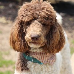 Assorted Doodle Crosses, Goldendoodles, and Poodles from The Puppy Acres