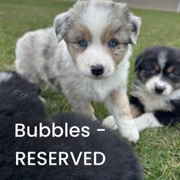 Bubbles - Blue merle female Australian Shepherd puppy in Fort Recovery, Ohio from Mud Path Australian Shepherds