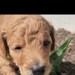 Little Green Giant - Apricot male Poodle puppy in South Willard, Utah from Burge Family Poodles