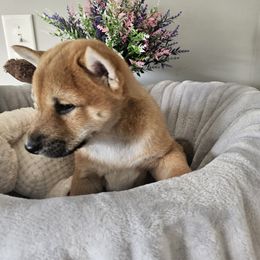 Shiba Inu Puppies from Shiba Shenanigans