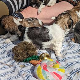 Shih Tzu Puppies from We Shih Tzu Not!