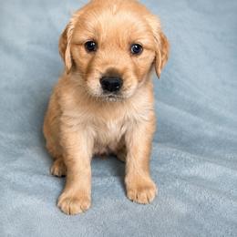 Golden Retriever Puppies from Picklebee Acres