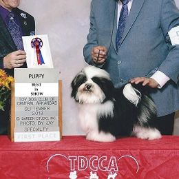Havanese from Tapscott B.I.S. Havanese