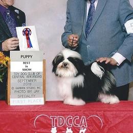 Havanese from Tapscott B.I.S. Havanese