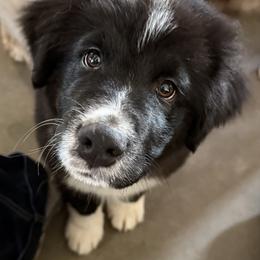 Howdy - Black & white male Australian Shepherd puppy in Coldwater, Mississippi from Pure Grit Aussies