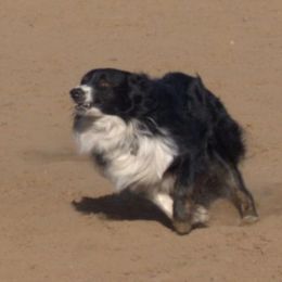 Rowdy - Australian Shepherd