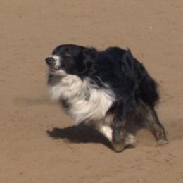 Rowdy - Australian Shepherd