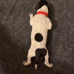 Panther - Black roan male German Shorthaired Pointer puppy in San Tan Valley, Arizona from Upland Valley Kennels