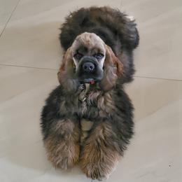 Leo - Cocker Spaniel