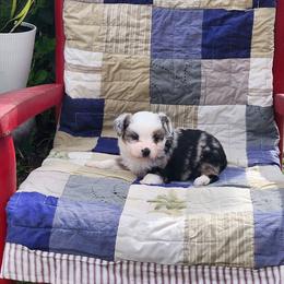 Thumper - Blue merle male Miniature Australian Shepherd puppy in Gainesboro, Tennessee from Family Tradition