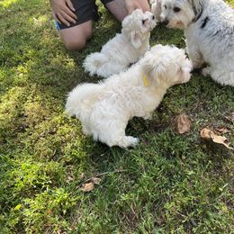 Coton de Tulear Puppies from Smoky Mountains Cotons