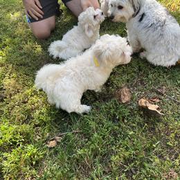 Coton de Tulear Puppies from Smoky Mountains Cotons