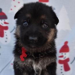 Red Boy - Black and tan male German Shepherd puppy in Grants Pass, Oregon from Granville German Shepherds