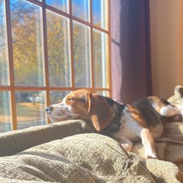 Beagle and Staffordshire Bull Terrier Puppies from Thor’s Beagles & Maha’s Staffy