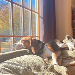 Beagle and Staffordshire Bull Terrier Puppies from Thor’s Beagles & Maha’s Staffy