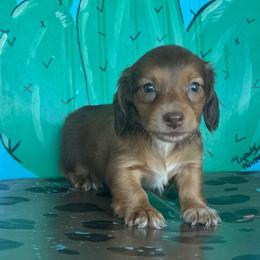 Chocolate based red female - Red female Dachshund puppy in Hawley, Texas from Foxy’s Dachshunds & Toy Aussies