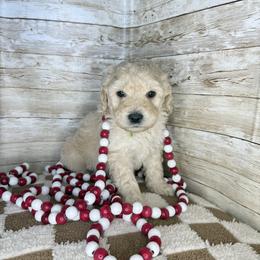Scout - Cream male Goldendoodle puppy in Litchfield, Connecticut from Gracie Doodles CT
