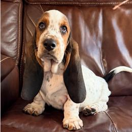 Yellow - Black white and brown male Basset Hound puppy in Columbia, South Carolina from Pawmetto Hounds