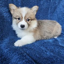 Nutmeg - Red female Pembroke Welsh Corgi puppy in Castle Rock, Washington from Heckman Corgis