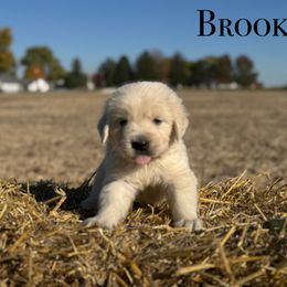 Brooks - Light golden male Golden Retriever puppy in Piqua, Ohio from Golden’s of Remington Fields