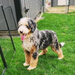 Cosmo - Bernedoodle