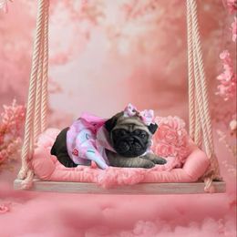 Pug Puppies from Precious Paws