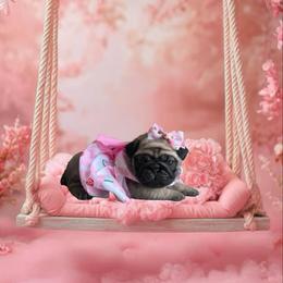 Pug Puppies from Precious Paws