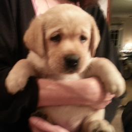 Labrador Retriever Puppies from Lorlyn Labradors