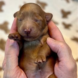 Roo - Red  female Goldendoodle puppy in Mocksville, North Carolina from Little Bear Doodles