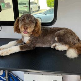 Lola - Aussiedoodle