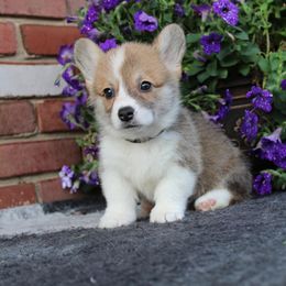 Pembroke Welsh Corgi Puppies from Salted Rim Corgis