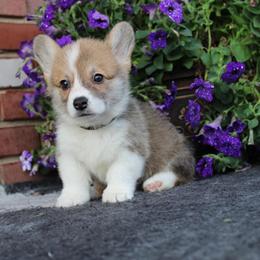 Pembroke Welsh Corgi Puppies from Salted Rim Corgis