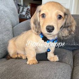 David - Dapple Dachshund puppy in Perris, California from Doxie_pupps