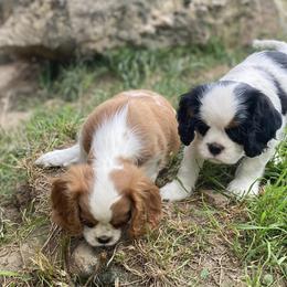 Cavalier King Charles Spaniel Puppies from Snowtrain Cavaliers