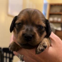 Roman - Red male Dachshund puppy in Clarksdale, Mississippi from Bo Didley's Doxies