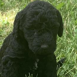 Boy 2 - Poodle puppy in Redding, California from Canyon Creek Kennels