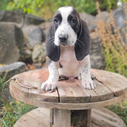 Johnny- cream collar - Black and white male Basset Hound puppy in Valley, Washington from Peaceful Valley Paws