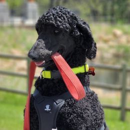 Poodles from Harriette & Ozzy's Poodle Pups