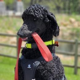 Poodles from Harriette & Ozzy's Poodle Pups