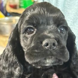 Cocker Spaniel puppies from Encore Cockers