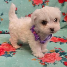 Lydia - White female Maltipoo puppy in Sahuarita, Arizona from Cowgirl's Legacy Maltipoos
