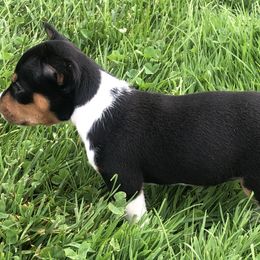 Rat Terrier Puppies from Mary ann Whipple's Rat Terriers