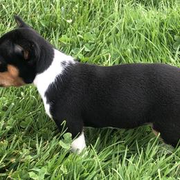 Rat Terrier Puppies from Mary ann Whipple's Rat Terriers