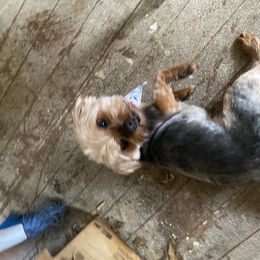 Charles - Yorkshire Terrier