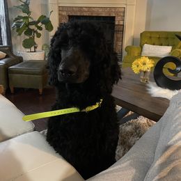 Minion - Blue Poodle puppy in Broken Arrow, Oklahoma from Raising Royal Standards