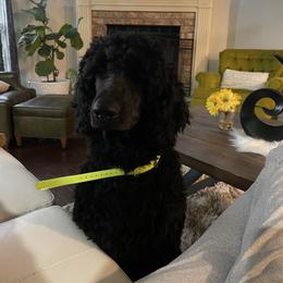 Minion - Blue Poodle puppy in Broken Arrow, Oklahoma from Raising Royal Standards