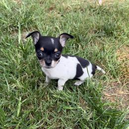 Siren AKC - Black and white female Chihuahua puppy in Seneca, Missouri from Stephanie’s Puppy Colony