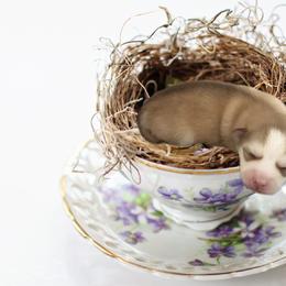 Pomsky Puppies from Promise Land Pomskies